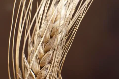 Extreme close up from a wheat Stock Photos