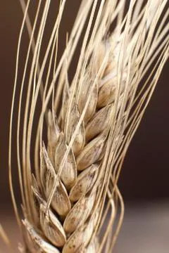 Extreme close up from a wheat Stock Photos