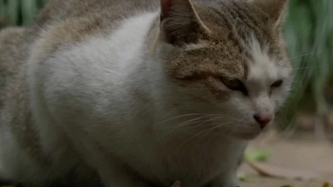 Extreme close up of a white and tabby cat sitting peacefully Vidéo 332617786