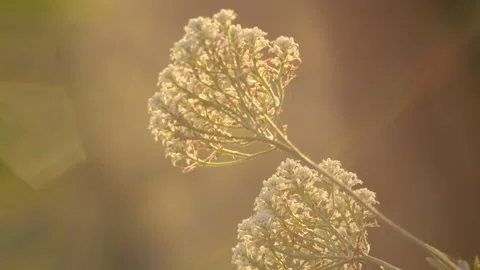 Extreme close up of White Australian Native Flower tilting up Video stock 149715383