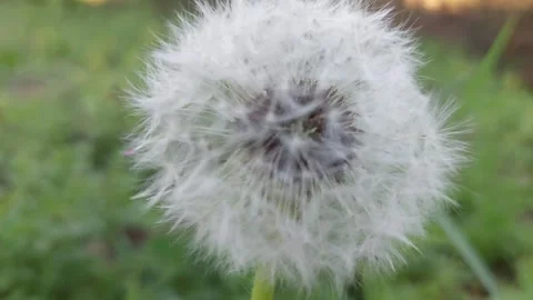 Extreme Close-up of a White Dandelion Seed Head in a Meadow Stock Footage 334795007