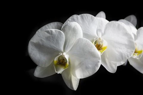 Extreme close-up of white orchid. Stock Photos