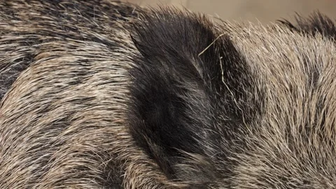 Extreme Close-Up of Wild Boar Ear – 4K Wildlife 스톡 동영상 320975022
