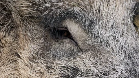 Extreme Close-Up of Wild Boar Eye – 4K Wildlife Stock-Footage 320975019