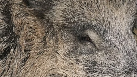 Extreme Close-Up of Wild Boar Eye – 4K Wildlife Stockbeeldmateriaal 320975053