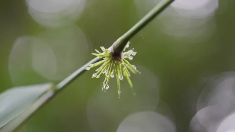 Extreme close up of a wild grass seed head covered with dew drops moving gently Stock Footage 345032278
