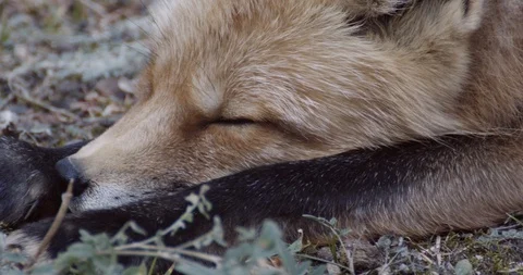 Extreme close up of a wild red fox laying in the woods. Stock Footage 114666802