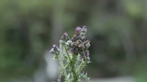 Extreme Close-up Of A Wild Thistle 스톡 동영상 307706692