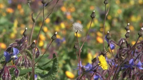 Extreme Close up of wildflowers Stock Footage 84789338