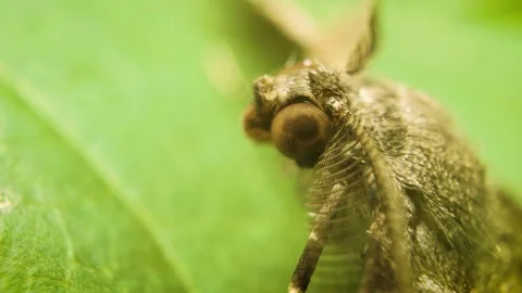 Extreme close up of willow beauty moth (Peribatodes rhomboidaria) Stock Footage 340630701