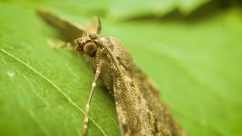 Extreme close up of willow beauty moth (Peribatodes rhomboidaria) 스톡 동영상 340630702