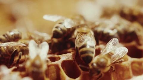 Extreme close-up of worker bees working on honeycombs in hive. (4K) Stock Footage 278262717