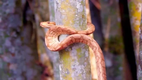 Extreme close up of a yellow boa wrapped around a bamboo stick Stock Footage 145356141