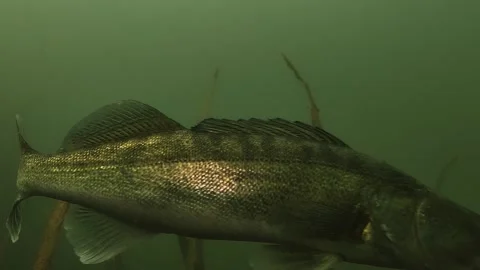 Extreme close-up of a zander profile, then the fish swims out of frame Stock Footage 346560876