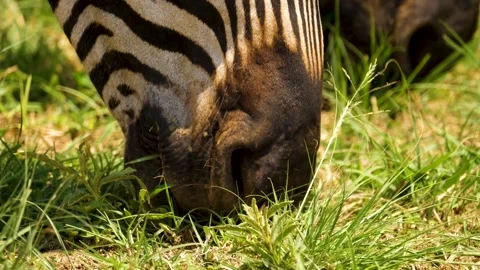 Extreme Close Up of Zebra Muzzle Grazing on Grass. Video stock 337018512