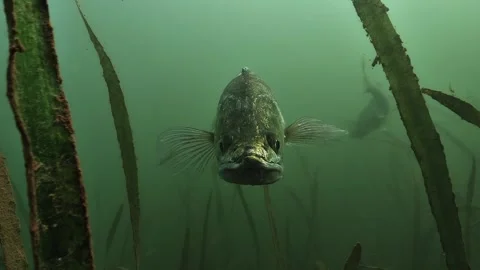 Extreme close up zoom on the head of a zander, Lake Salagou, France Stock Footage 346560874
