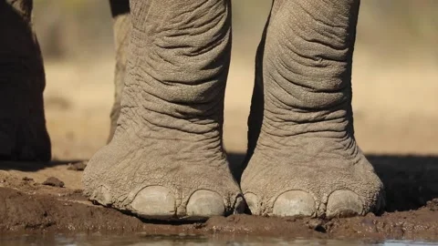Elephant Feet Stock Footage ~ Royalty Free Stock Videos | Pond5