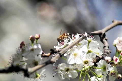 An extreme closeup of a bee Stock Photos