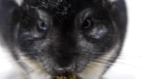 Extreme Closeup Of A Black Velvet Stock Video Pond5