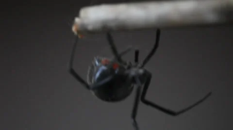 Extreme closeup on a Black Widow Spider. Video stock 34755520