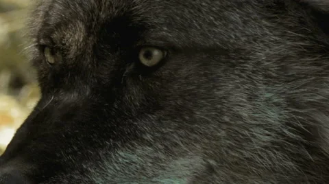 Extreme closeup of a Black Wolf Vidéo 41089319
