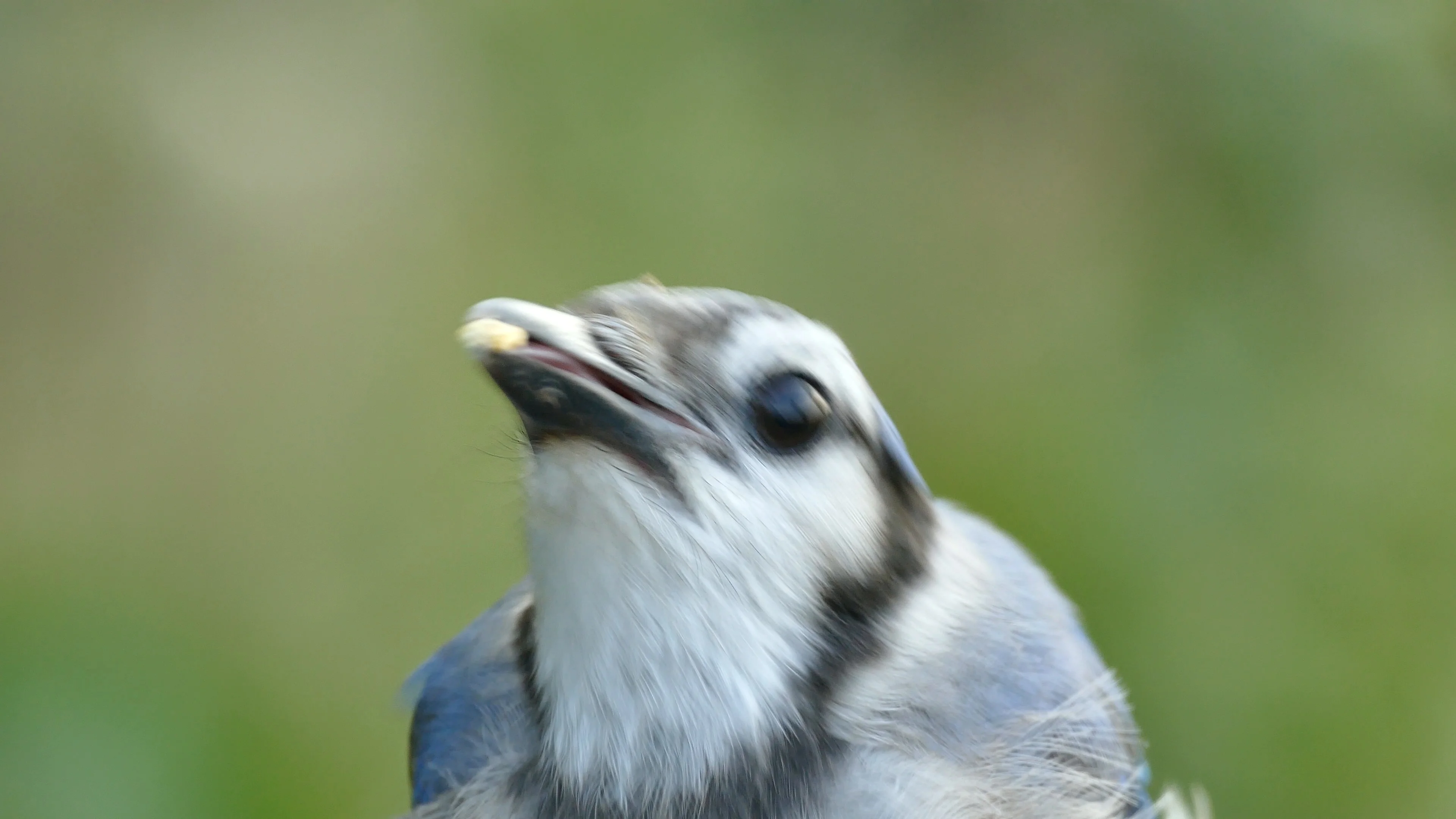 Download A Close Look at a Beautiful Blue Jay