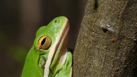 Extreme closeup of bright green tree frog Stock Footage 74312383