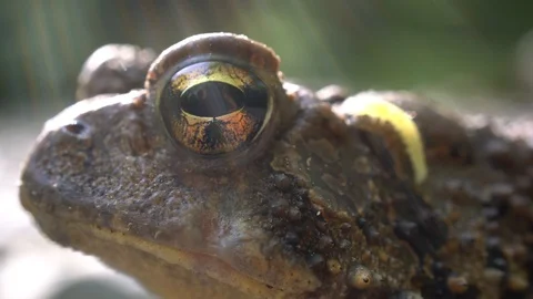 Extreme closeup of Bufo Americanus toad with inch worm crawling in its eye. Stock Footage 108408139