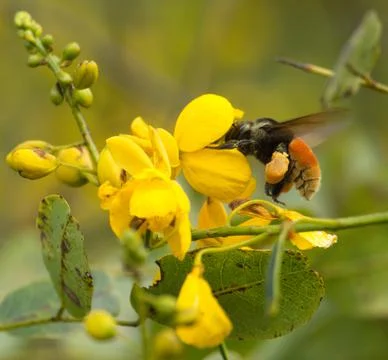 Extreme closeup of bumble bee hovering over yellow flower Vilcabamba Ecuador Stock Photos