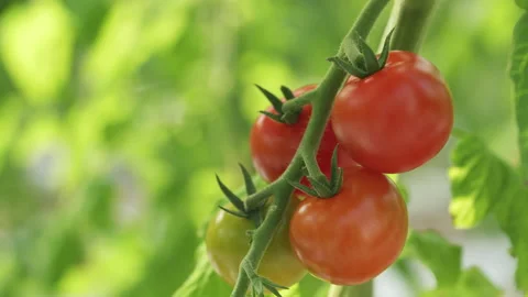 Extreme closeup of a bunch of tomatoes at different stages of maturity growing Stock Footage 195016930