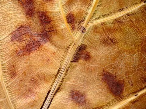 Extreme Closeup Captures Delicate Leaf Texture And Vein Patterns Vividly Stock Photos