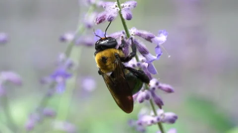 Extreme Closeup of Carpenter Bee on Sage Flower Macro Stock Footage 66724969