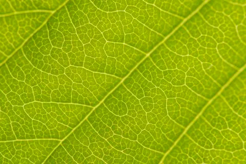 Extreme closeup of chestnut leaf with full frame plant cells Stock Photos