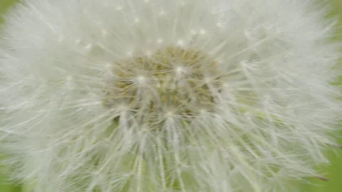 Extreme closeup on dandelion seedhead shows intricate patterns delicate Stock Footage 243624740