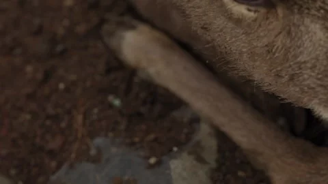 Extreme closeup of deer head with antler stubs in Nara Japan Stock Footage 337912543