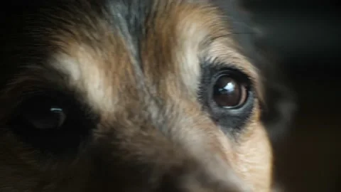 Extreme Closeup Dog Looking into Camera (Australian Cattle Dog Corgi Mix) Stock Footage 196955575