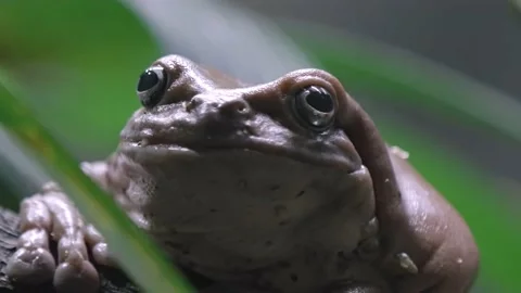 Extreme Closeup Of Dumpy Tree Frog Against Bokeh Foliage. Macro Stock Footage 162811089
