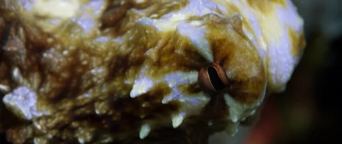 Extreme closeup of the eye of a Common Octopus, Octopus vulgari Stock Footage 99200020