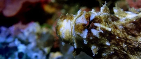 Extreme closeup of the eye of a Common Octopus, Octopus vulgari Video stock 99283800