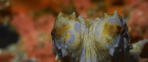 Extreme closeup of the eye of a Common Octopus, Octopus vulgari 動画素材 99319730