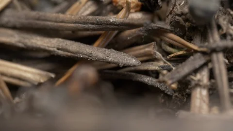 Extreme closeup of fire ants working hard getting ready for winter 4k. Stock Footage 96366875