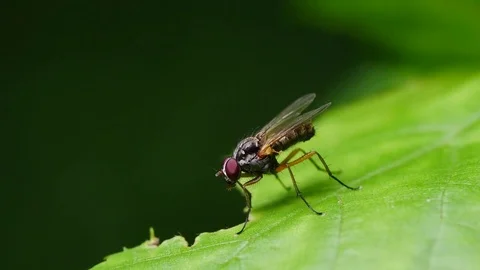 Extreme closeup of Fly. Video stock 77845002