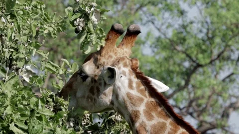 Extreme closeup of giraffe browsing Stock Footage 146326169