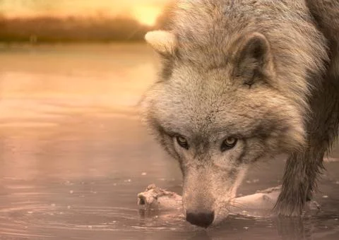 Extreme closeup of Gray Wolf drinking from a lake at sunset Stock Photos