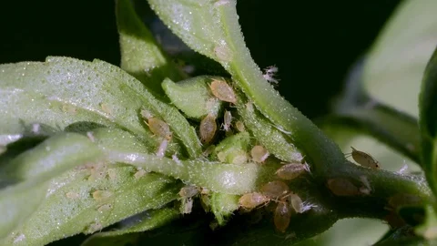 Extreme closeup of green aphids on a basil plant at 3x speed Stock Footage 77589507