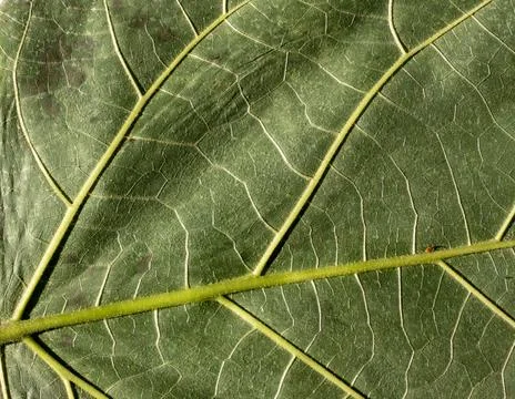 Extreme closeup of green leaf texture highlighting detailed vein structure .. Stock Photos