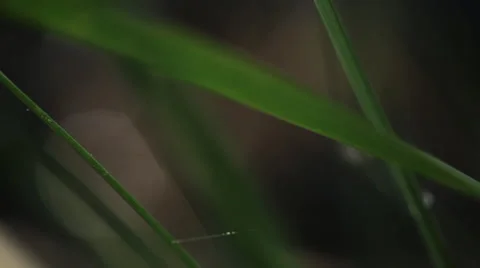 EXTREME CLOSEUP OF GREEN RIVER GRASS Stock Footage 53284447