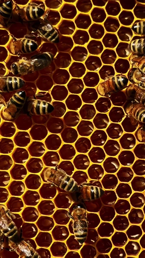 Extreme closeup of honey bees crawling over golden wax honeycomb frames filled Video stock 336730126