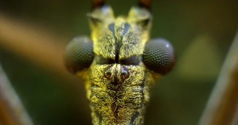 Extreme Closeup of Insect Head with Compound Eyes Video stock 89857929