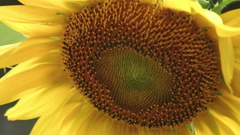 Extreme closeup inside a sunflower Stock Footage 201102225
